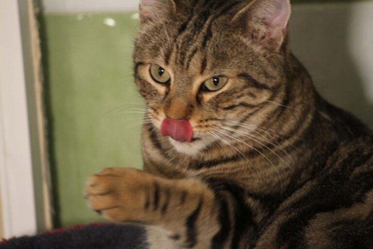 multimedia-foto81185-561-1