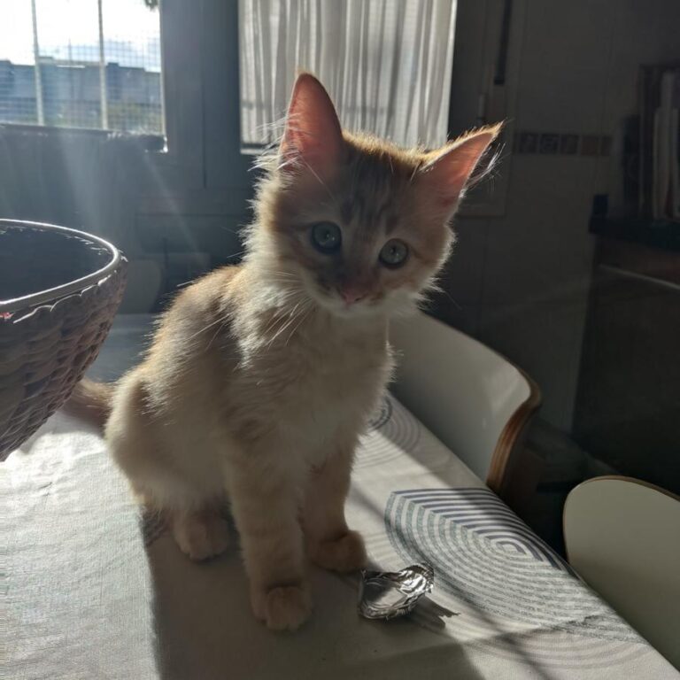 multimedia-foto81231-502-1