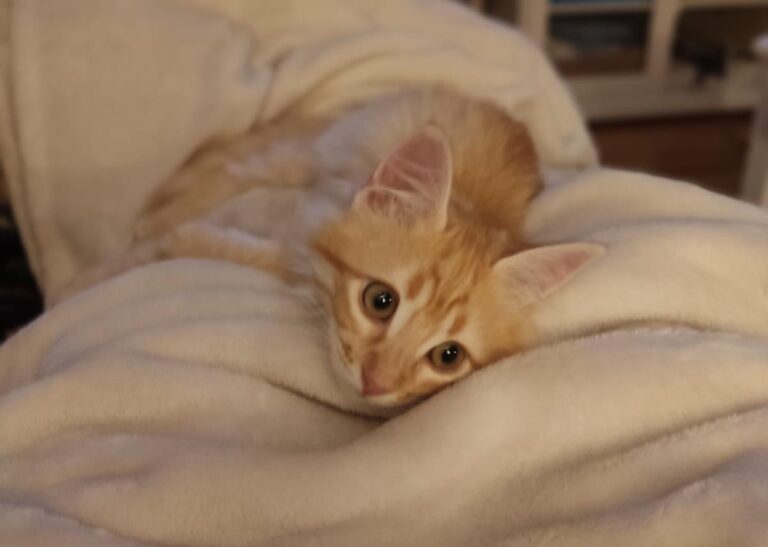 multimedia-foto81233-503-1