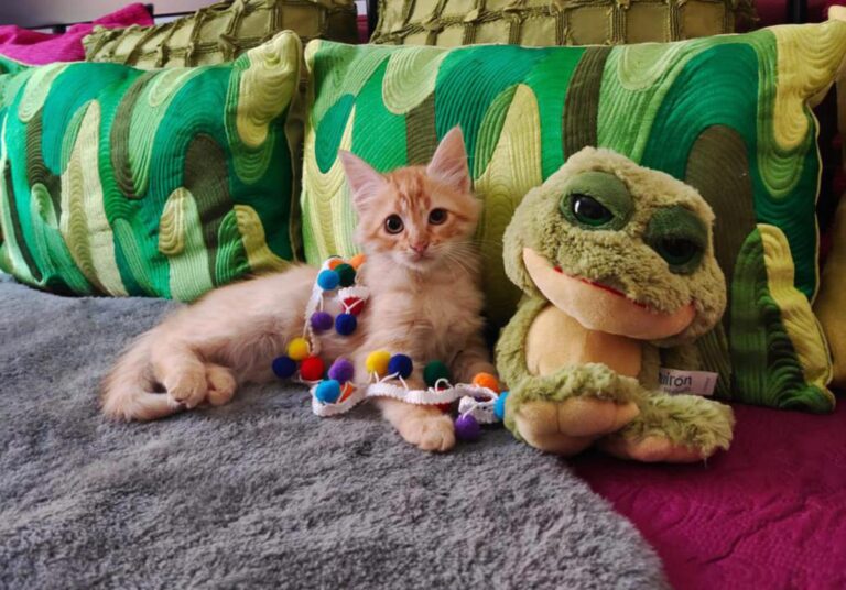 multimedia-foto81236-503-1