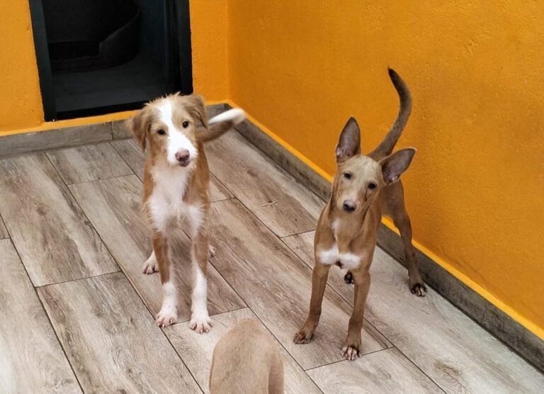 multimedia-foto81239-229-1