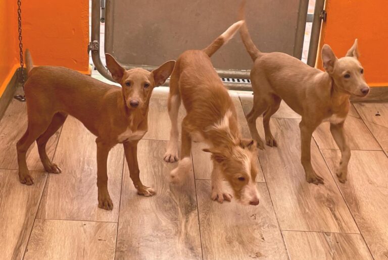 multimedia-foto81241-229-1