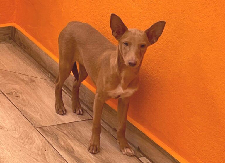 multimedia-foto81243-230-1