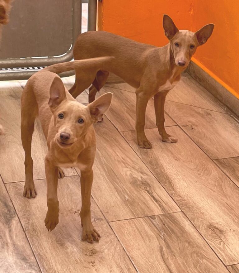 multimedia-foto81249-377-1