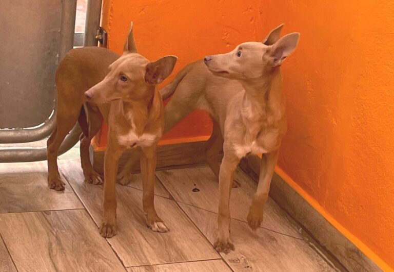 multimedia-foto81250-377-1