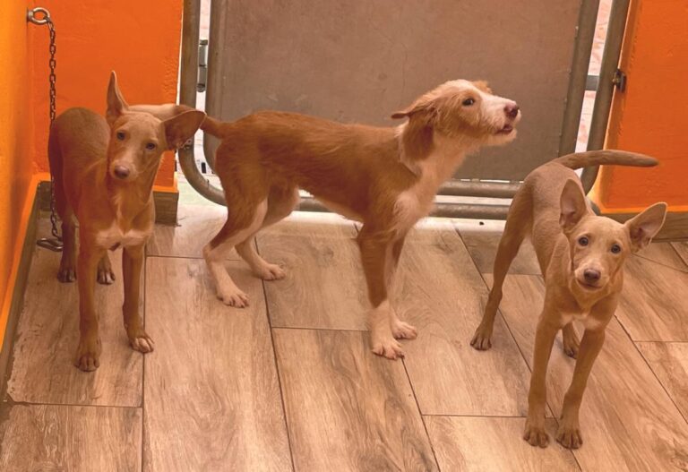 multimedia-foto81251-377-1