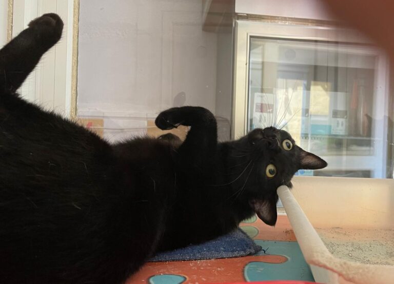 multimedia-foto81288-43-1