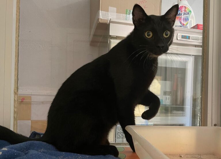 multimedia-foto81289-43-1