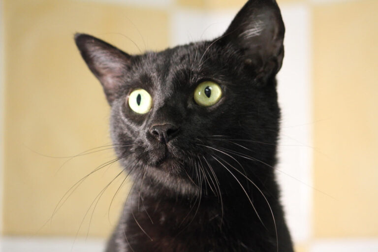 multimedia-foto81290-43-1