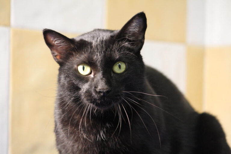 multimedia-foto81291-43-1