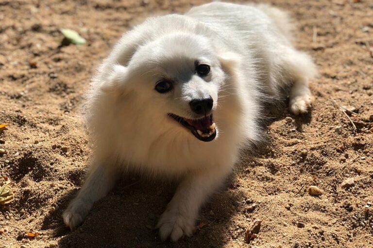 multimedia-foto81292-773-1