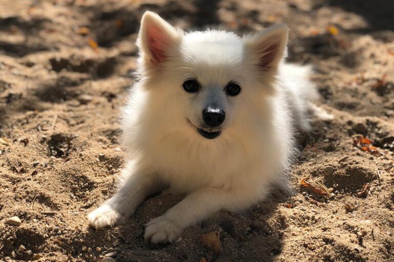 multimedia-foto81296-774-1