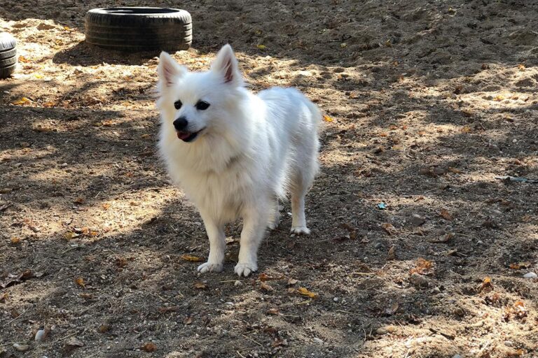 multimedia-foto81300-775-1