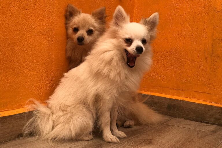 multimedia-foto81304-971-1