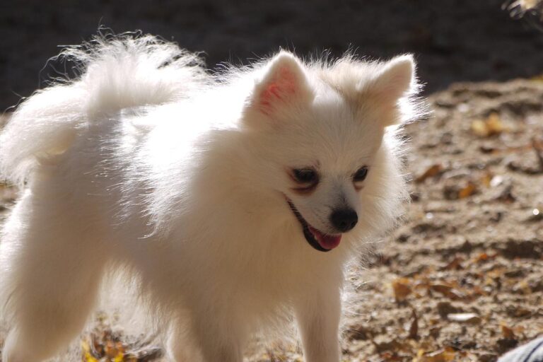 multimedia-foto81308-972-1