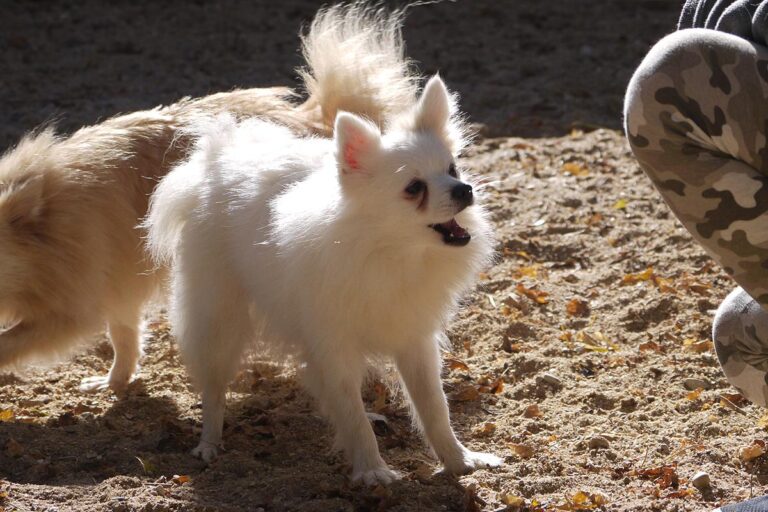 multimedia-foto81309-972-1