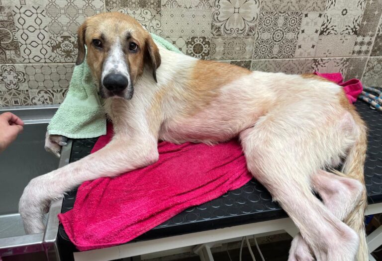 multimedia-foto81313-435-1