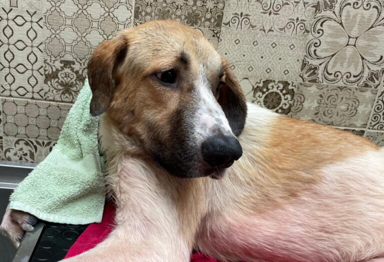 multimedia-foto81314-436-1