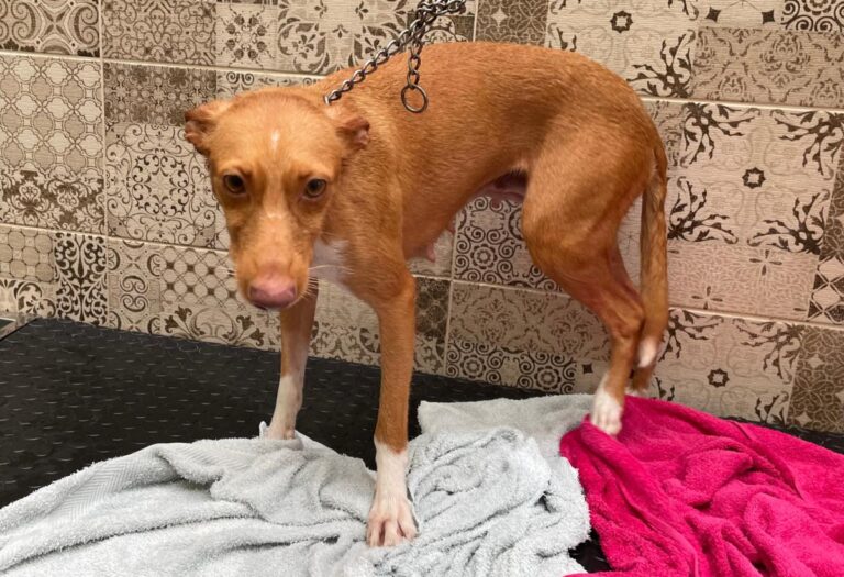 multimedia-foto81318-534-1