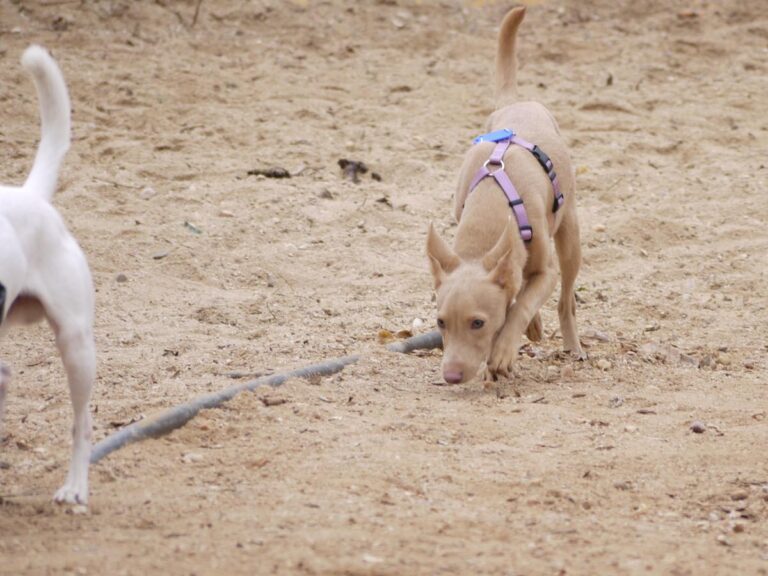 multimedia-foto81351-52-1