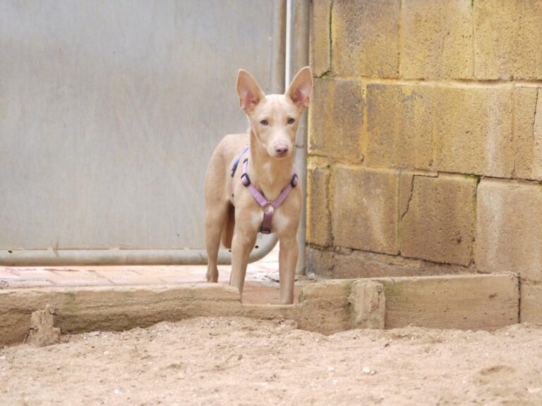 multimedia-foto81352-52-1