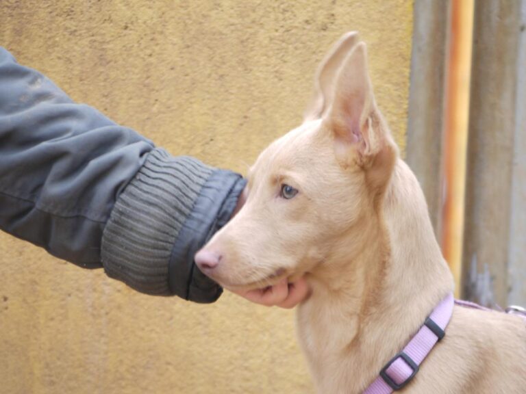 multimedia-foto81354-53-1