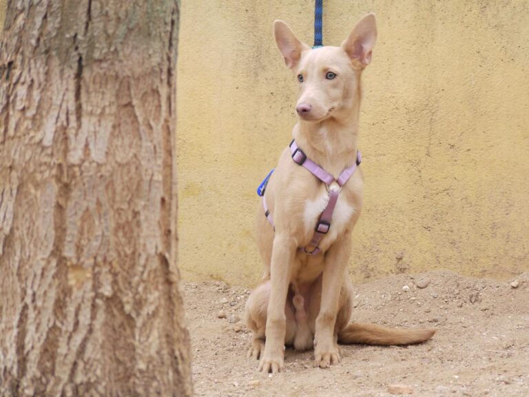 multimedia-foto81356-53-1