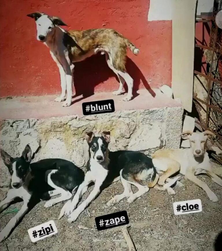 multimedia-foto81390-700-1