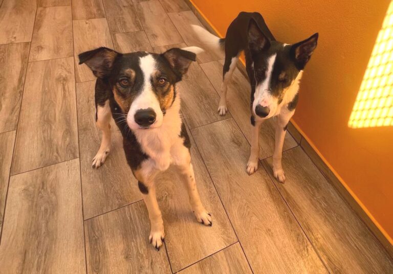 multimedia-foto81392-700-1