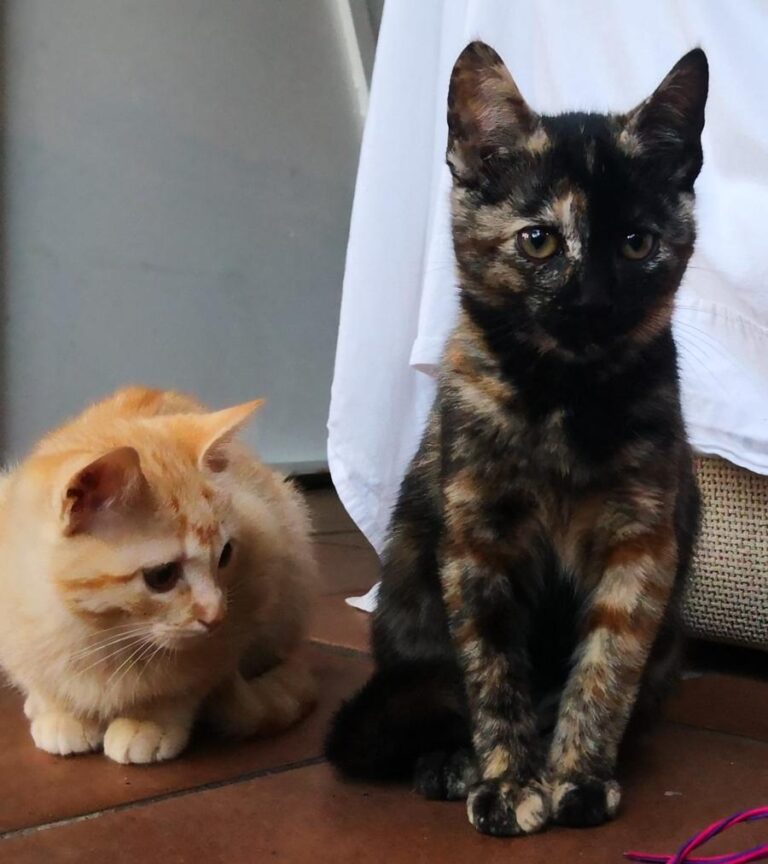 multimedia-foto81406-781-1