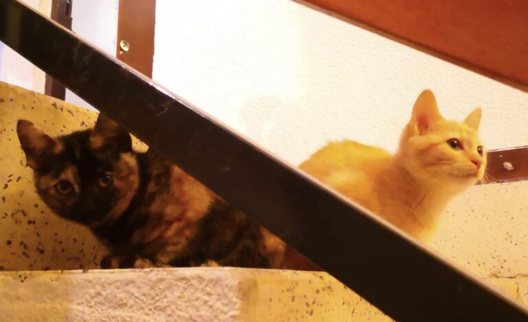 multimedia-foto81407-781-1