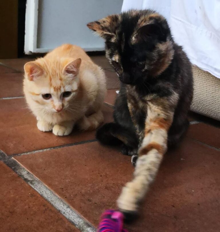 multimedia-foto81408-781-1