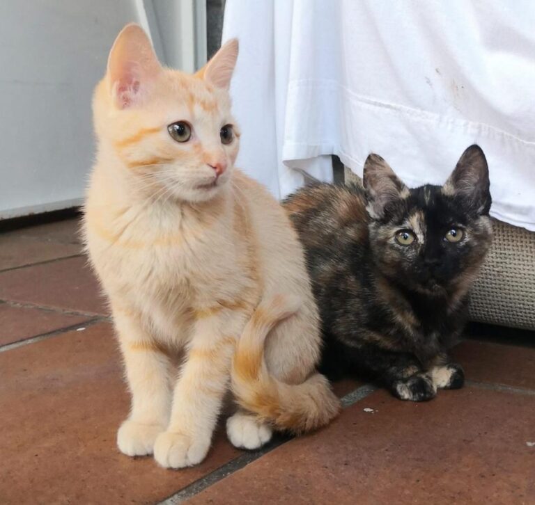 multimedia-foto81409-781-1