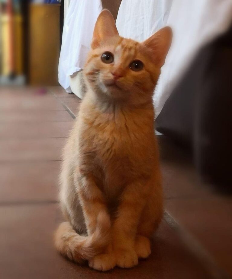 multimedia-foto81410-781-1