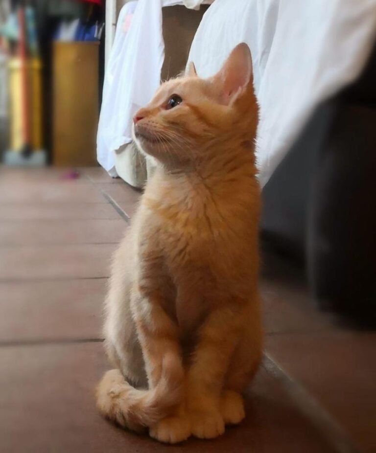 multimedia-foto81411-781-1