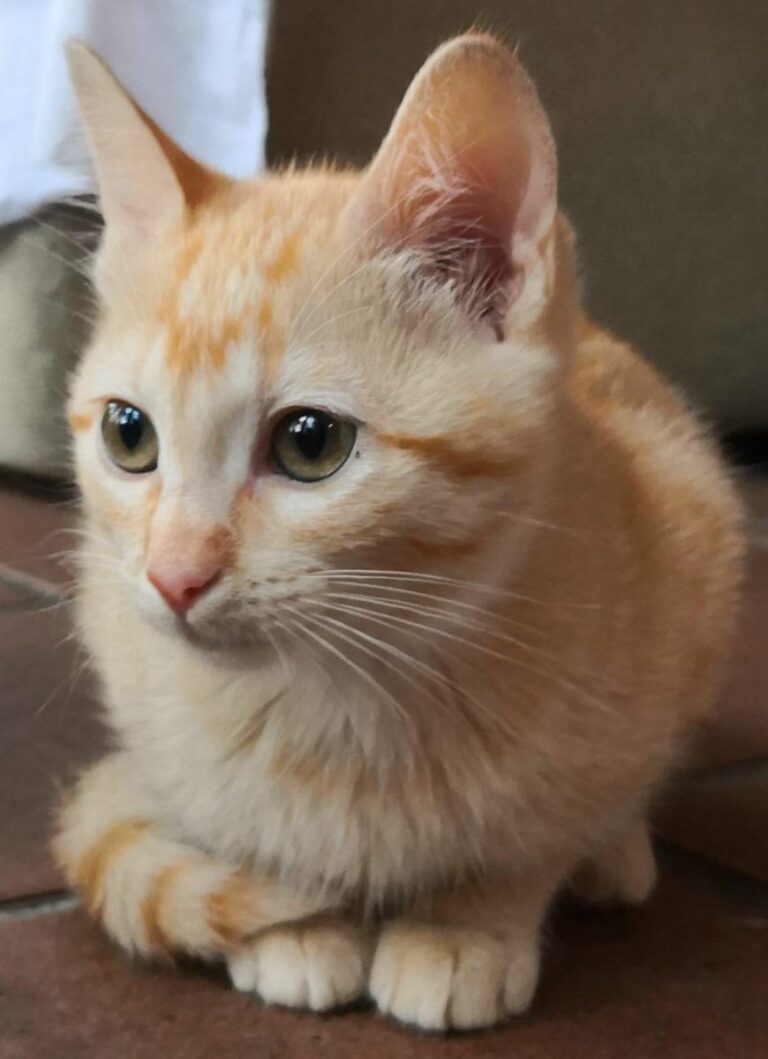 multimedia-foto81412-782-1