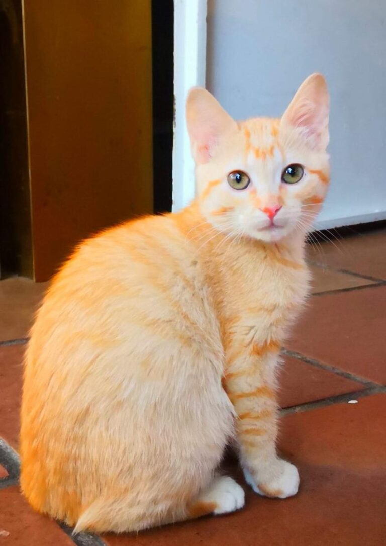 multimedia-foto81413-782-1