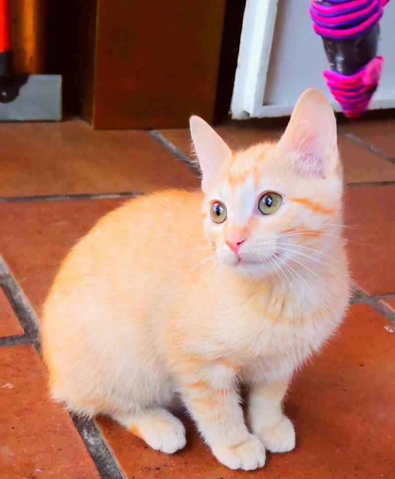 multimedia-foto81414-782-1