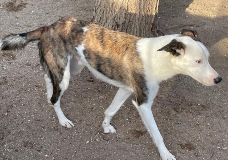 multimedia-foto81472-141-1