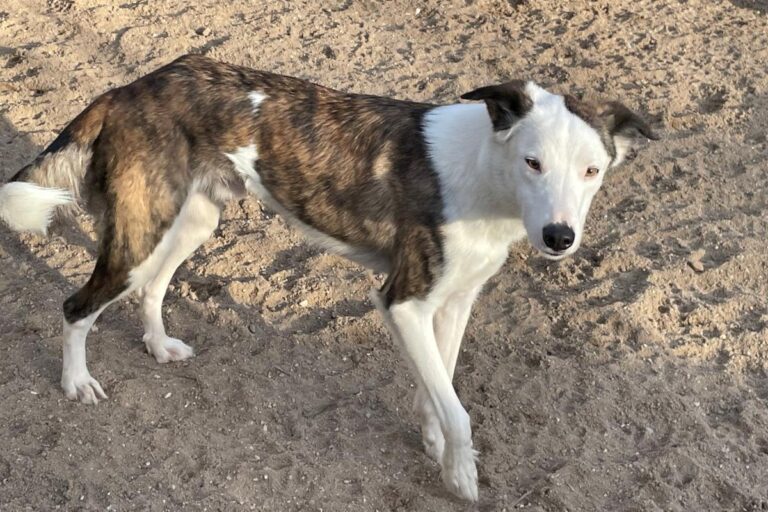 multimedia-foto81474-141-1