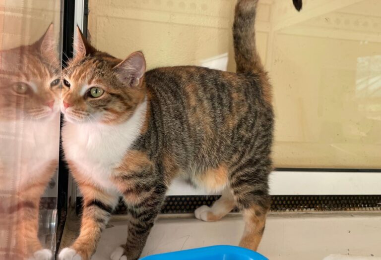 multimedia-foto81501-577-1