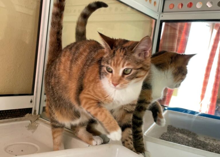 multimedia-foto81502-578-1