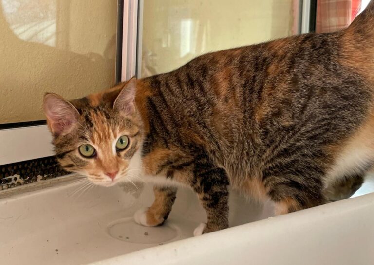 multimedia-foto81503-578-1