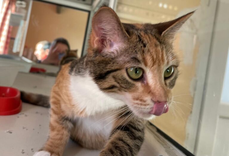 multimedia-foto81504-578-1