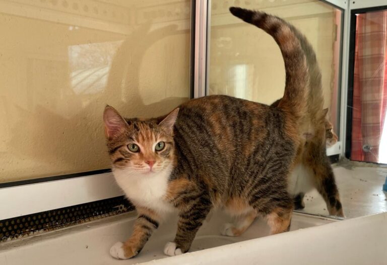 multimedia-foto81505-578-1