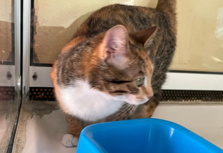 multimedia-foto81506-578-1