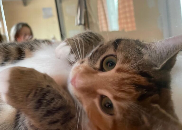 multimedia-foto81508-579-1