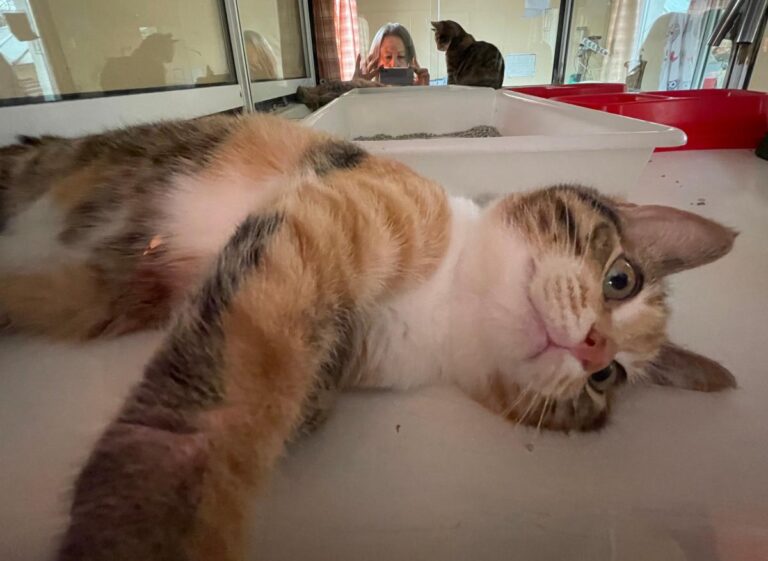 multimedia-foto81509-579-1