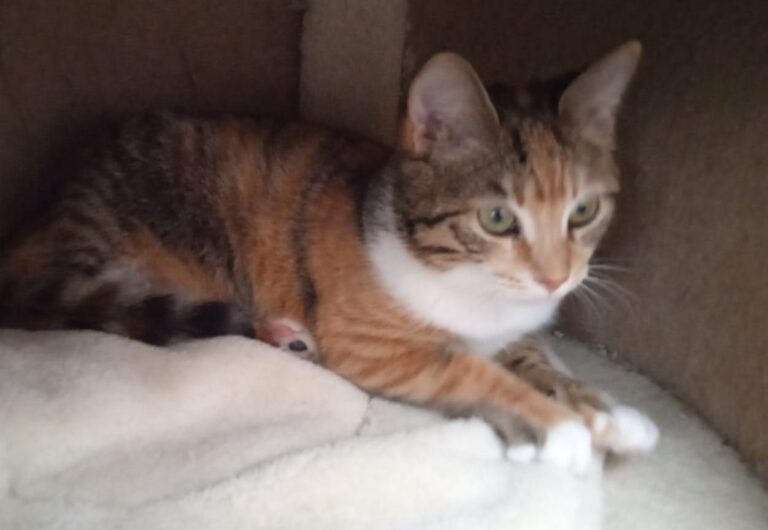 multimedia-foto81510-579-1