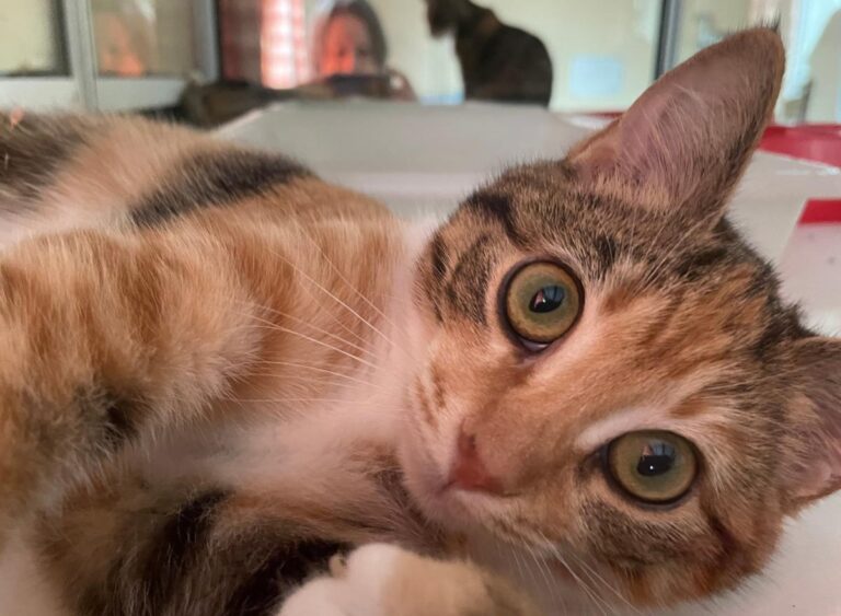 multimedia-foto81511-579-1